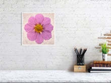 Load image into Gallery viewer, Still life photograph of a Pressed cosmos flower on paper limited edition print © photographer Tim Platt
