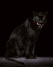 Load image into Gallery viewer, Black Leopard #3

