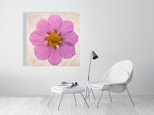 Load image into Gallery viewer, Still life photograph of a Pressed cosmos flower on paper limited edition print © photographer Tim Platt
