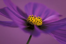 Load image into Gallery viewer, Still life close-up photograph of a cosmos flower limited edition print © photographer Tim Platt
