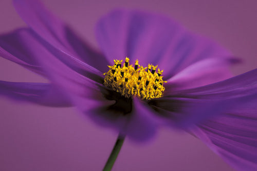 Still life close-up photograph of a cosmos flower limited edition print © photographer Tim Platt
