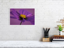 Load image into Gallery viewer, Still life close-up photograph of a cosmos flower limited edition print © photographer Tim Platt
