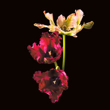 Load image into Gallery viewer, Parrot tulips
