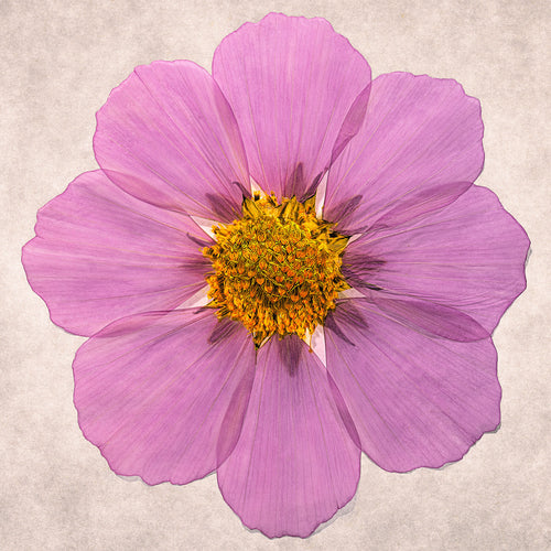 Still life photograph of a Pressed cosmos flower on paper limited edition print © photographer Tim Platt